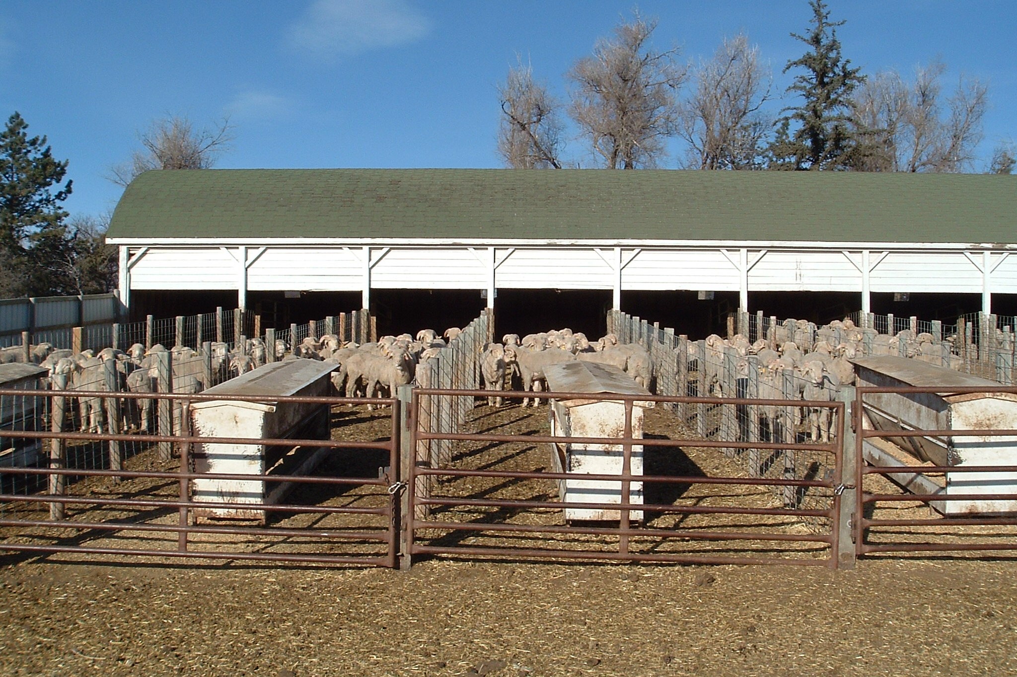Tradition of Sheep Industry Innovation Continues at Hettinger REC